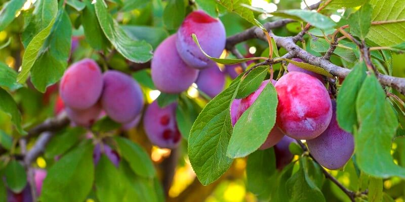 Branche de prunier aux fruits juteux