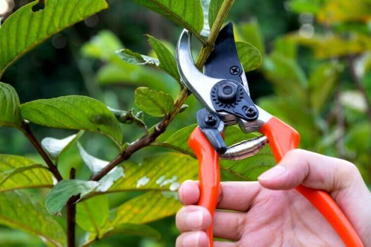 Couper une branche d'un figuier