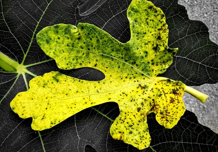 Feuille d'un figuier atteinte d'un virus de la mosaïque de la figue