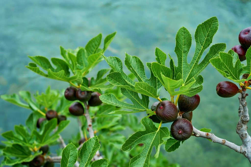Figuier avec des fruits