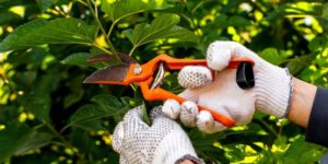 Lire la suite à propos de l’article Taille des arbres fruitiers