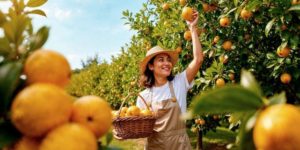 Lire la suite à propos de l’article Quand cueillir les oranges ?