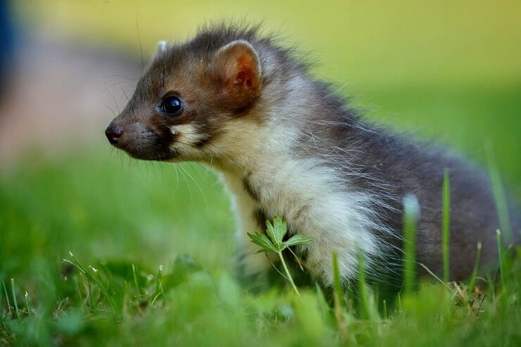 Mouffette dans un jardin
