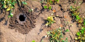 Lire la suite à propos de l’article Trous dans le jardin sans monticule