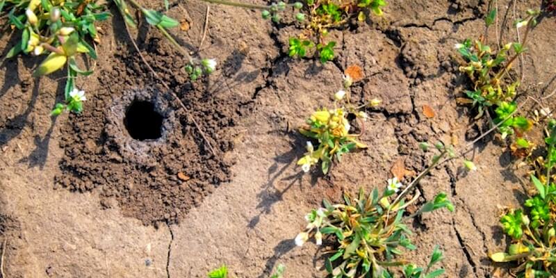 Lire la suite à propos de l’article Trous dans le jardin sans monticule