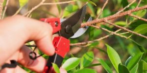 Lire la suite à propos de l’article Comment tailler le grenadier ?