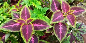 Lire la suite à propos de l’article Bégonia Rex : Tout savoir sur cette plante d’intérieur