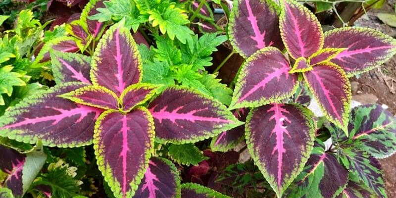 Bégonia Rex avec de belles feuilles