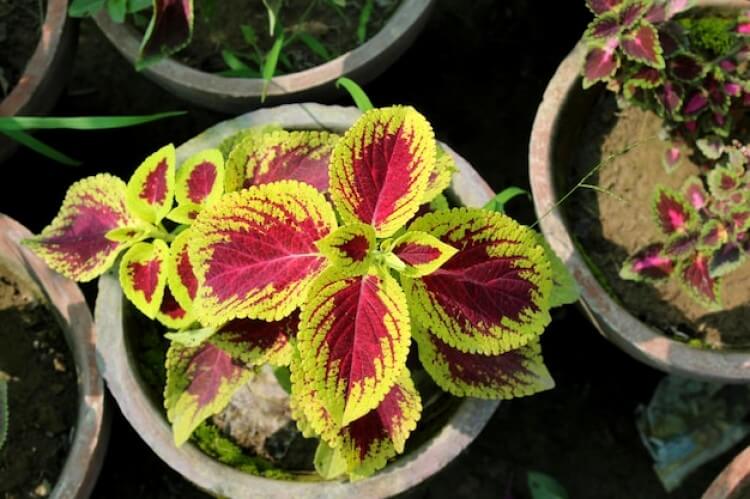 Bégonia Rex, plante d'intérieur