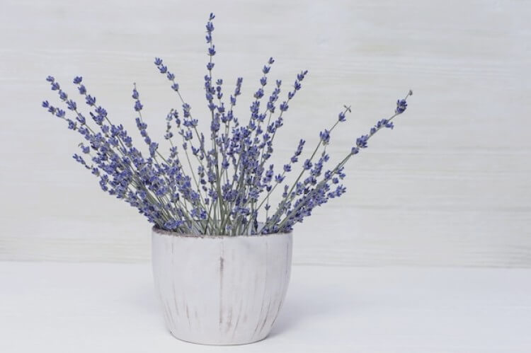 Bouquet de lavandes en pot