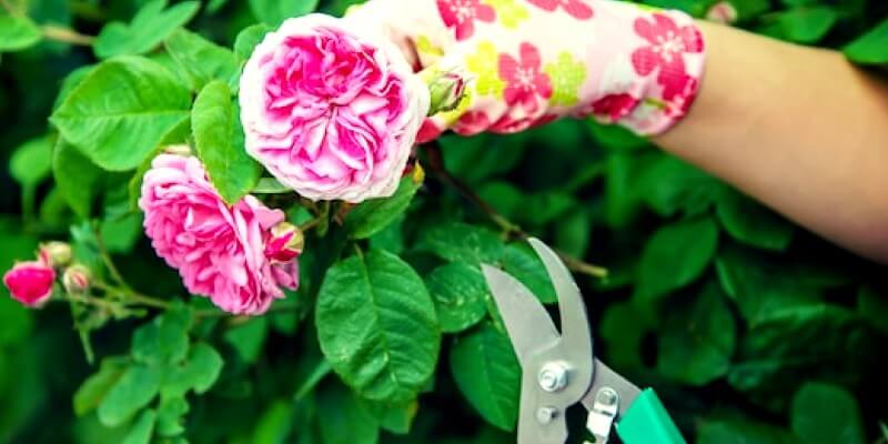 Jardinier coupe une rose