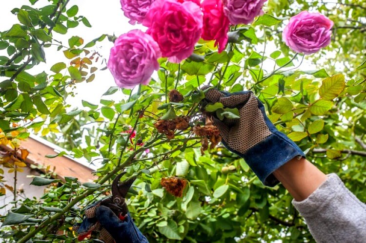 Jardinier taille un rosier