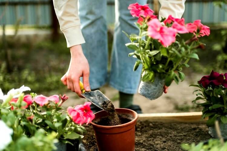 Planter des rosiers dans des pots