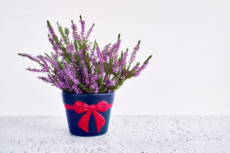 Plantes de lavandes dans un pot