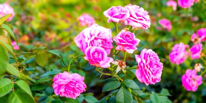 Rosier dans un jardin