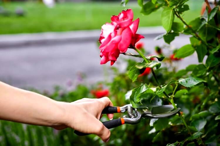 Tailler des rosiers avec un sécateur