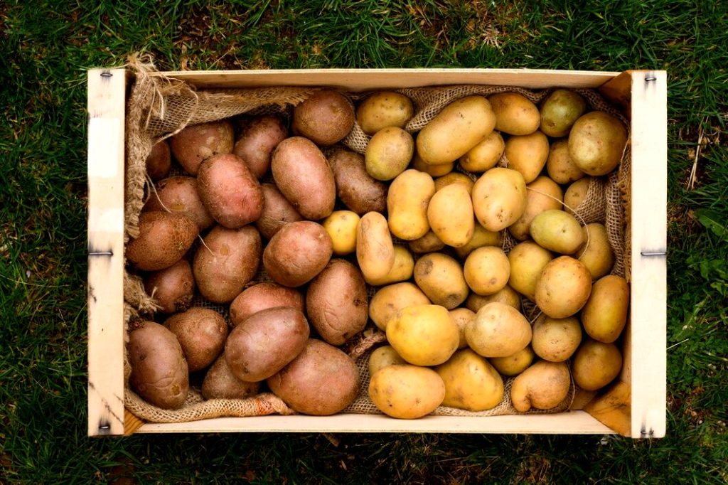 Vatiétés de pommes de terre