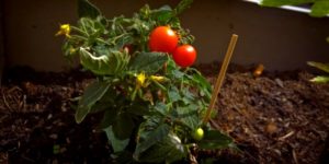 Plante de tomates