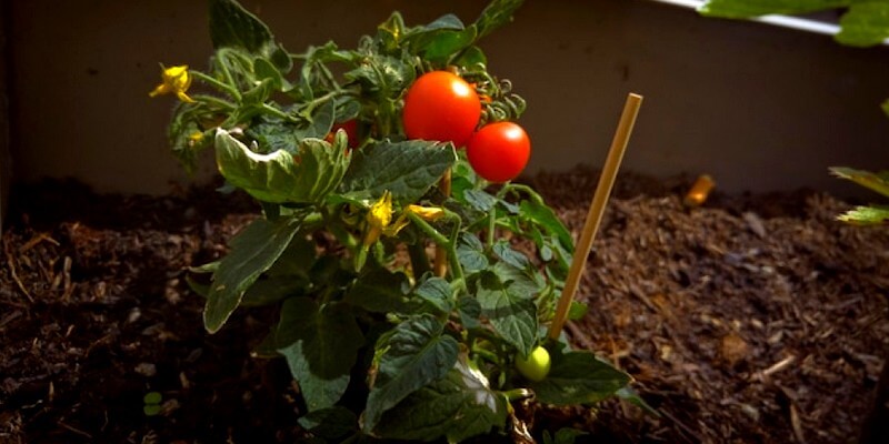 Plante de tomates