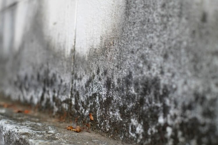 Taches noires sur le mur dues à la l'humidité