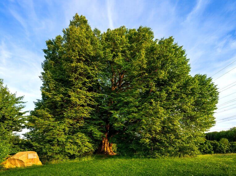 Arbre le tilleul