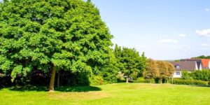 Arbres dans un jardin