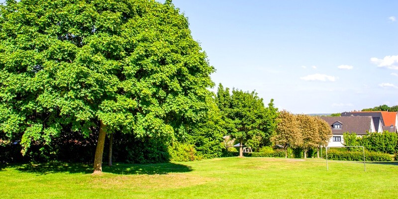 Arbres dans un jardin