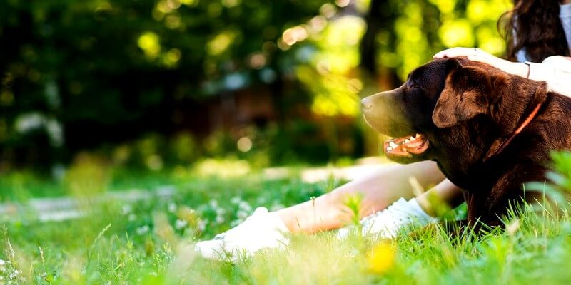 Chien dans un jardin