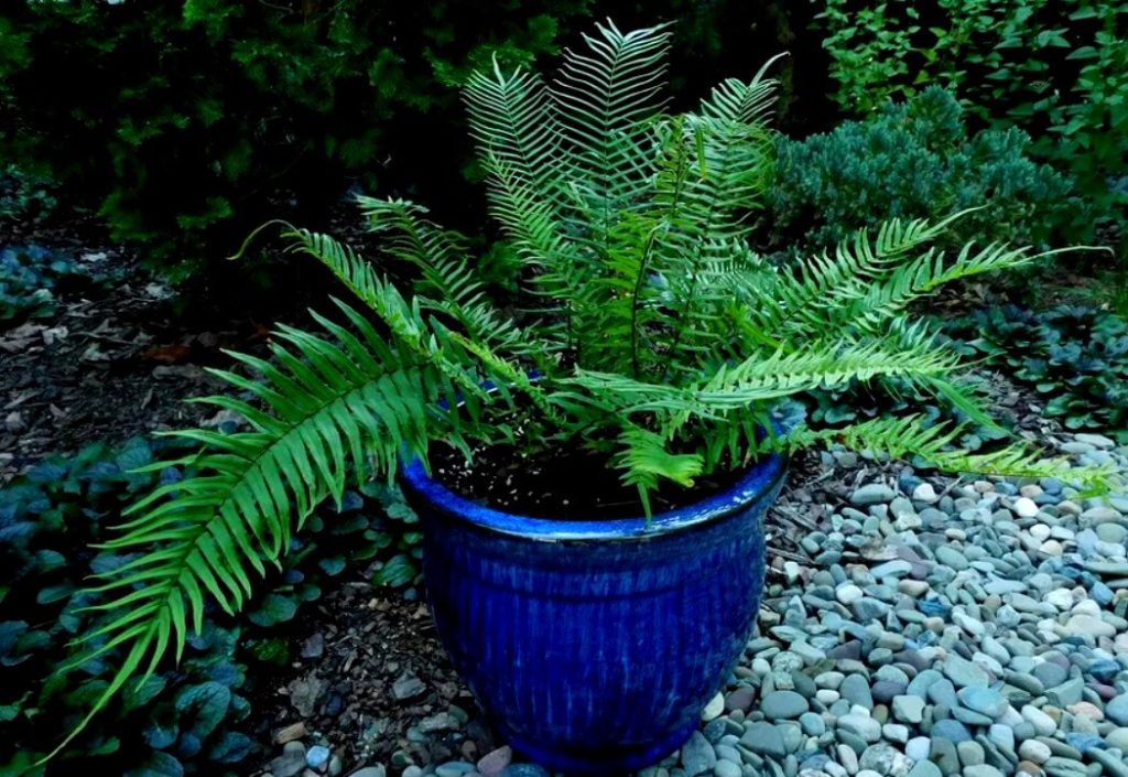 Fougère dans un pot