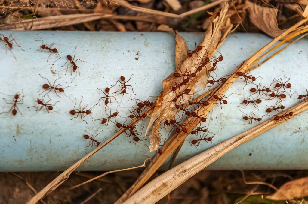 Fourmis rouge dans un jardin