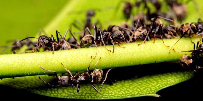 Fourmis sur une feuille