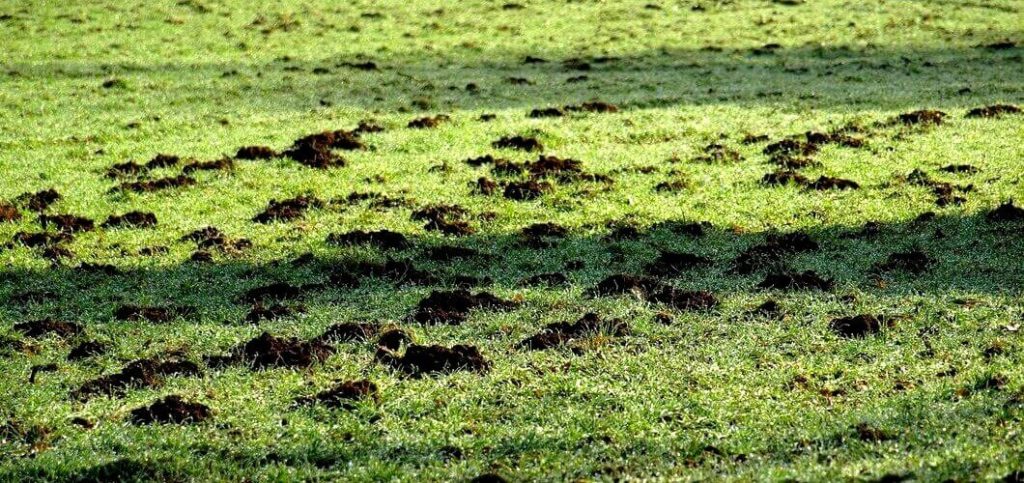 Trous dans le jardin causés par des taupes
