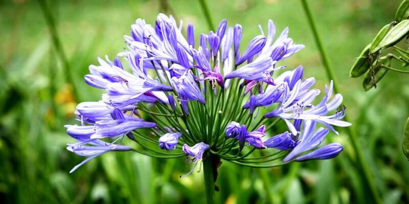 Fleur d'Agapanthes