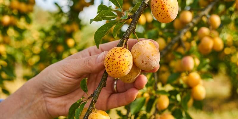 L'examen de la peau d'une mirabelle